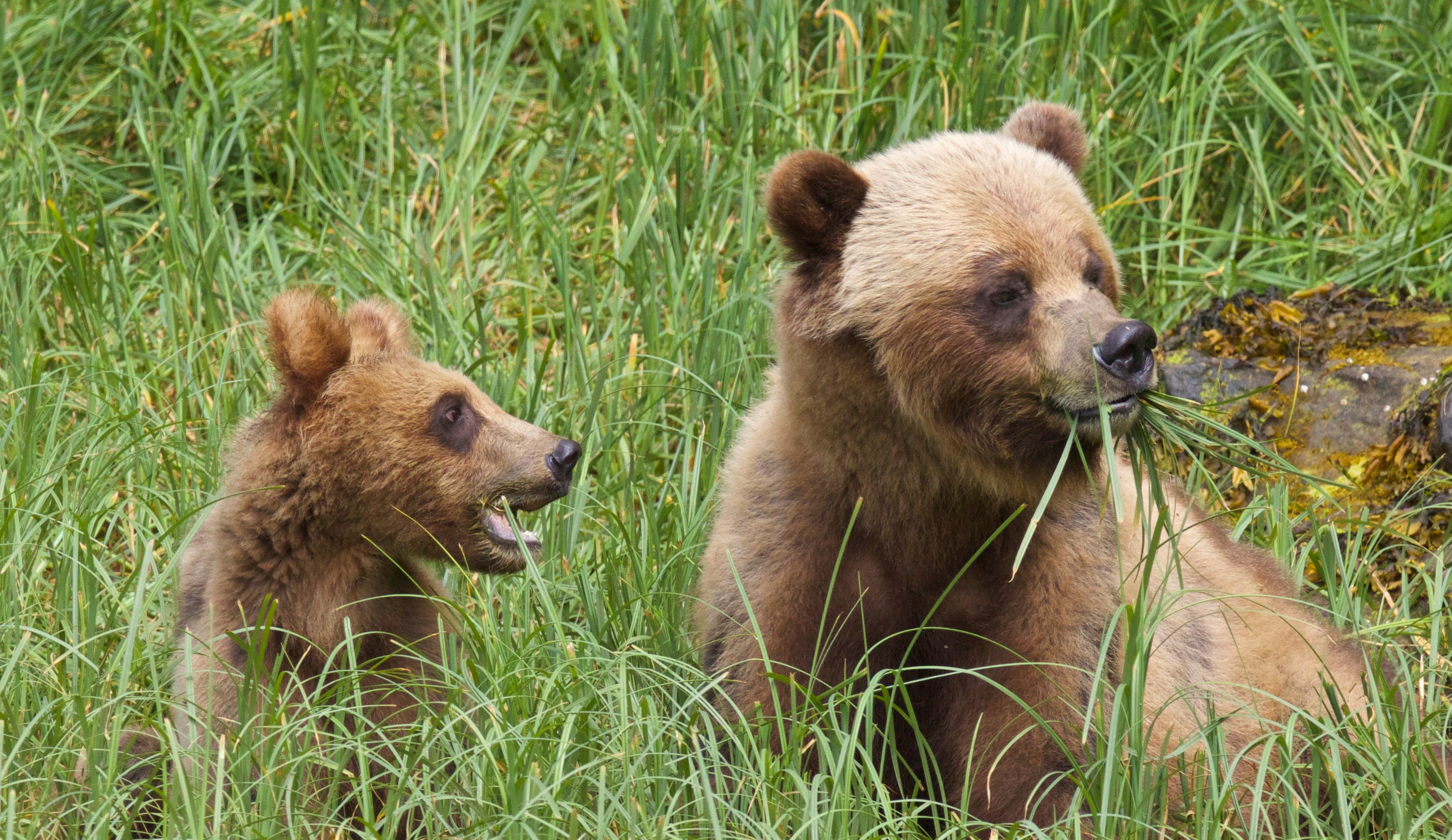 Khutzeymateen Grizzly Bear Sanctuary